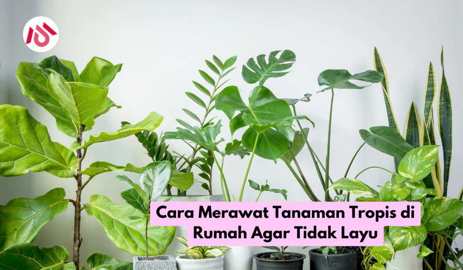 Cara Merawat Tanaman Tropis di Rumah Agar Tidak Layu