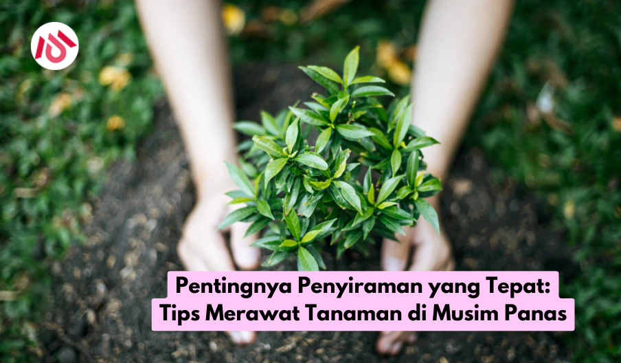 Pentingnya Penyiraman yang Tepat: Tips Merawat Tanaman di Musim Panas